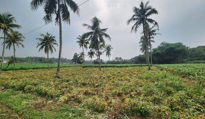 Tanah murah di Rumah kebon parung hijau kemang bogor  cocok.villa 1