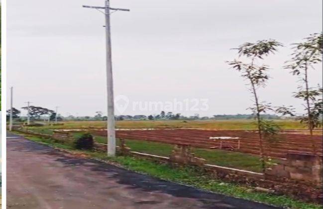 Tanah Di Brebes Jawa Tengah Desa Kubangsari 65000.0 M² Shm 1