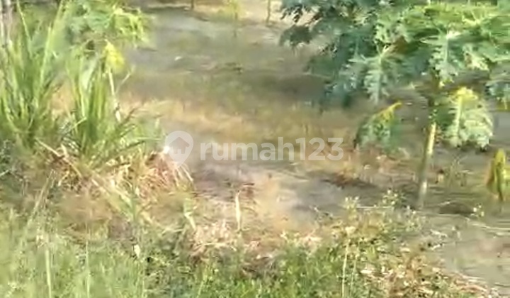 Tanah Krui Lampung Barat 30800.0 M² Shm Tanah Krui Lampung Barat 30800.0 M² Shm