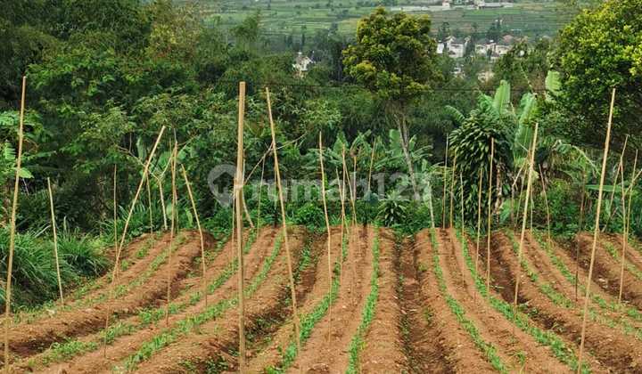 Tanah Puncak Desa Sukanagalih 10050.0 m² SHM