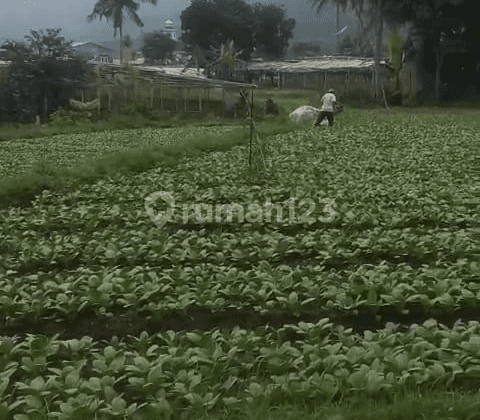 Tanah Daratan Kawasan Cibodas Puncak Lokasi Menarik 1