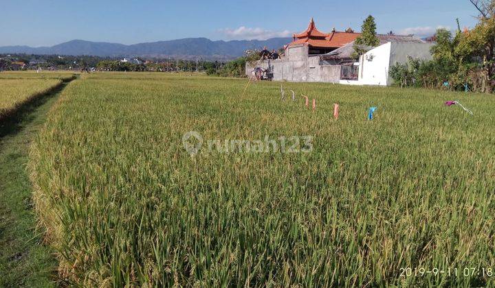 Tanah Sawah Luas 3.200 m² Lokasi Strategis di Buleleng Bali 2