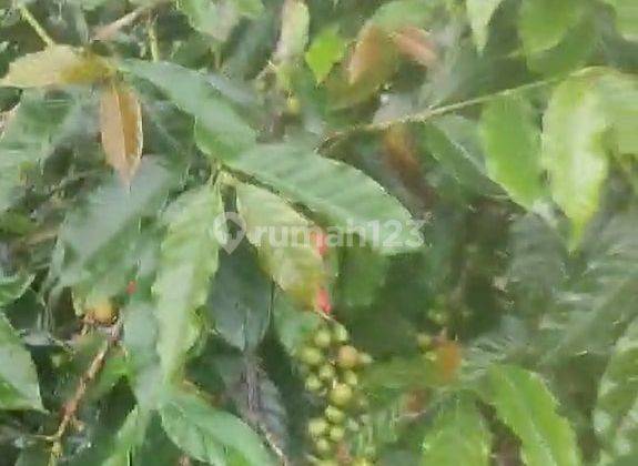 Dijual Tanah Kebun Kopi di Sukabumi 1