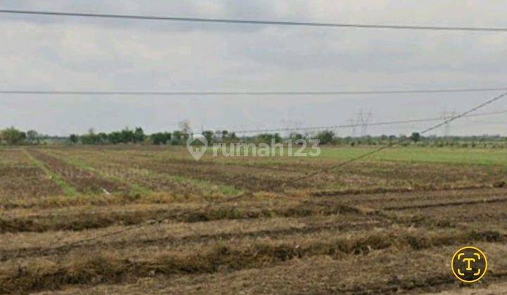 Tanah Industri di Kedawung, Tanjung, Brebes, Jawa Tengah 1