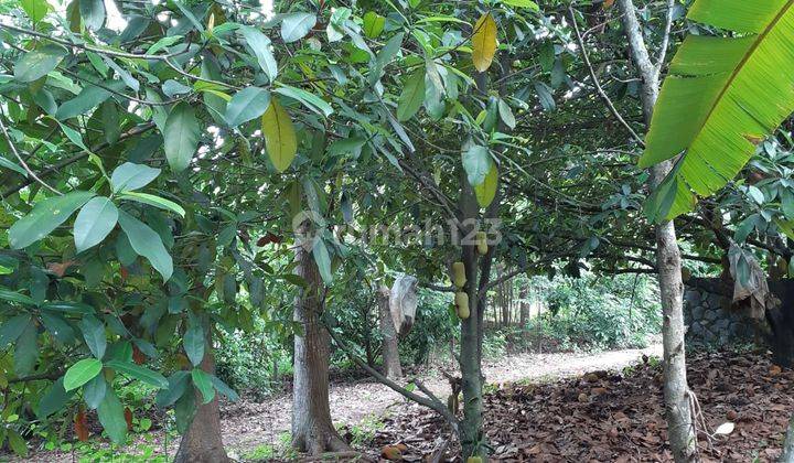 Dijual Tanah Perkebunan , bonus Bangunan , Murah dan Strategis 2