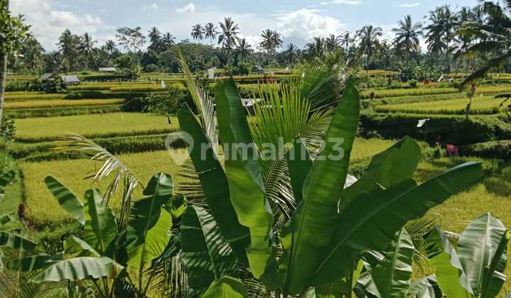 DIJUAL TANAH Tegalalang Gianyar Ubud Bali DIJUAL TANAH Tegalalang Gianyar Ubud Bali