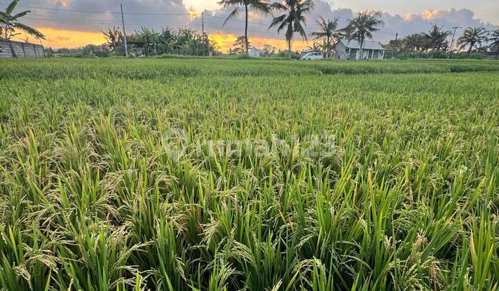 LAND FOR SALE Nice View  Sukawati Gianyar Bali