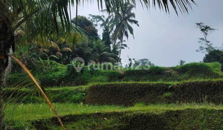 For Sale Land/Cheap Land for Sale in Manuaba Kenderan Bali
