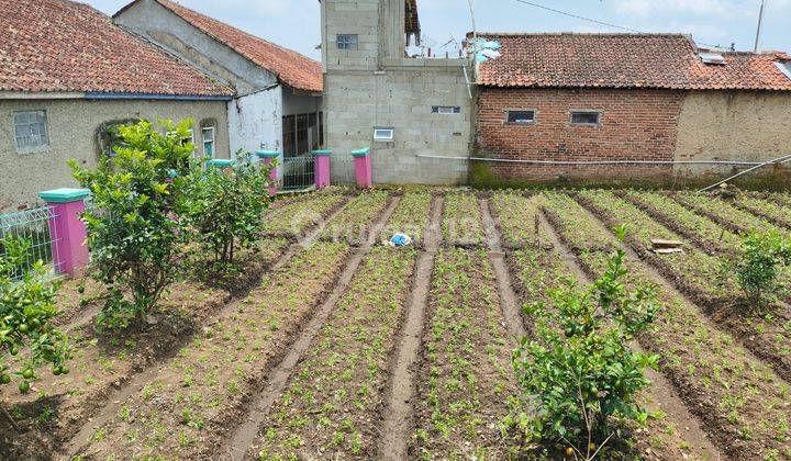 Tanah Dan Sawah Bonus Bangunan 5.300 M2 Lebakmuncang, Ciwidey 2