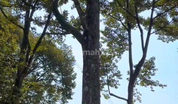 Tanah kavling di Jl. Transyogie sudah ada pohon durian siap panen 2