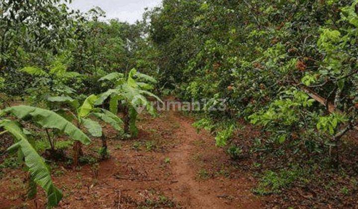 Dijual Tanah Kebun . Lokasi Desa Sindang Reret. Dangdeur Bungursari Purwakarta. Jawa Barat. 1