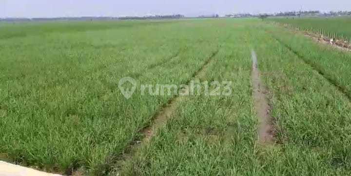 Di Jual Tanah Karawang K Lurahan Dongkal Di Jual Tanah Karawang K Lurahan Dongkal