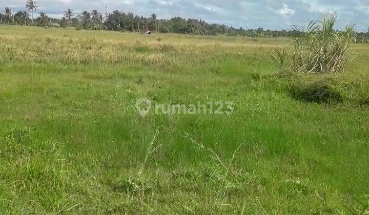 Hot List Di Jual Tanah View Sawah Lokasi Kedungu Kediri Tabanan 2