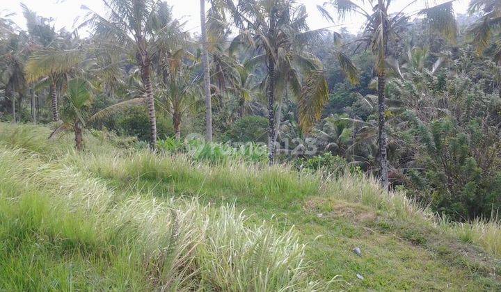 Hot List Di Jual Tanah Loss Sungai View Sungai Lokasi Tegallalang Ubud Gianyar 1