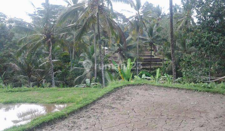 Hot List Di Jual Tanah Loss Sungai View Sungai Lokasi Tegallalang Ubud Gianyar 2