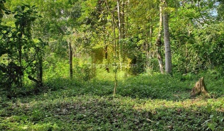 Hot List Land for sale in Payangan Ubud Gianyar  1