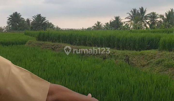 Hot List of Land for Sale in Penebel Tabanan Hunting Locations  2