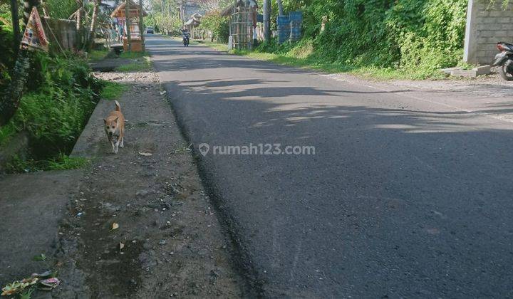 Hot List Land For Sale Location Pangkung Karung Kerambitan Tabanan 1