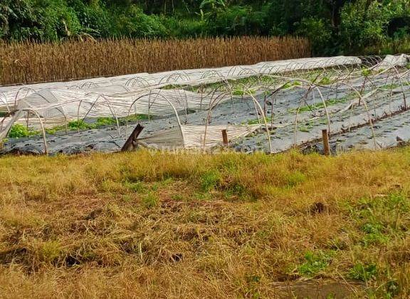 Hot List Di Jual Tanah Lokasi Pancasari Buyan Sukasada Buleleng 2