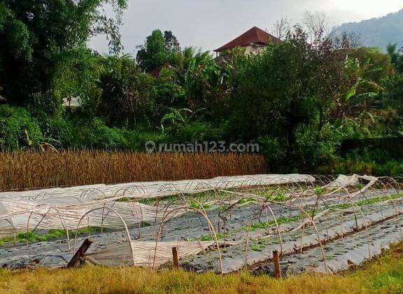 Hot List Di Jual Tanah Lokasi Pancasari Buyan Sukasada Buleleng 1