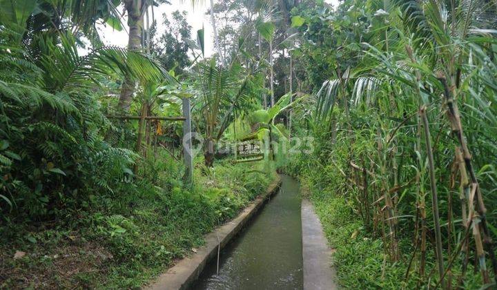 Hot List For Sale Land View Paddy Location Madangan Petak Gianyar 2