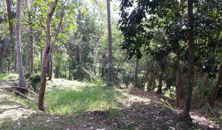 Hot List Di Jual Tanah Loss Sungai View Sungai Lokasi Cepaka Tabanan 1