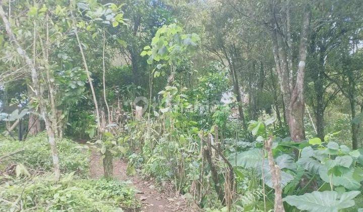 TOP URGENT DI JUAL TANAH KEBUN CENGKEH VIEW LAUT & BUKIT LOKASI ASAH GOBLEG MUNDUK TAMBLINGAN BULELENG 2