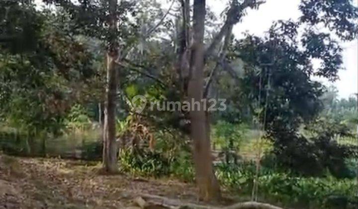 Tanah kebun buah bibit unggul pinggir jalan raya L2  teluk dalam tenggarong 2