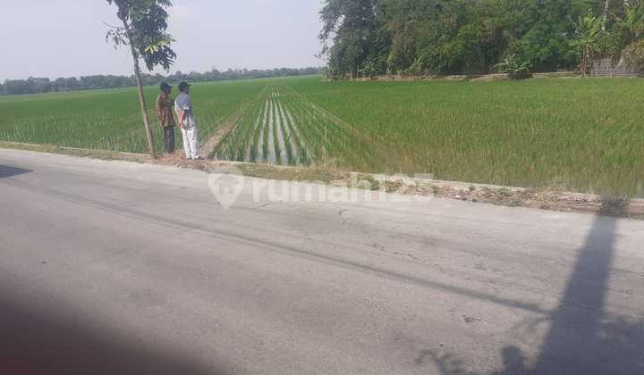 Sawah Lokasi Pinggir Jalan Raya di Karawang Cocok untuk Perumahan Bentuk Kotak dan Sudah Ramai