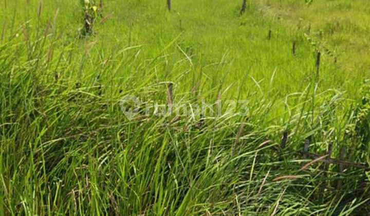 Tanah Luas Harga Murah Di Cibarusah Bekasi