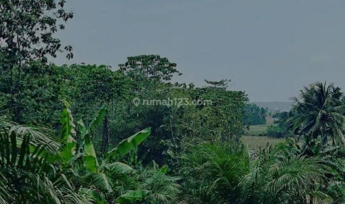 Tanah Kebun Harga Murah Di Pandeglang Banten 2