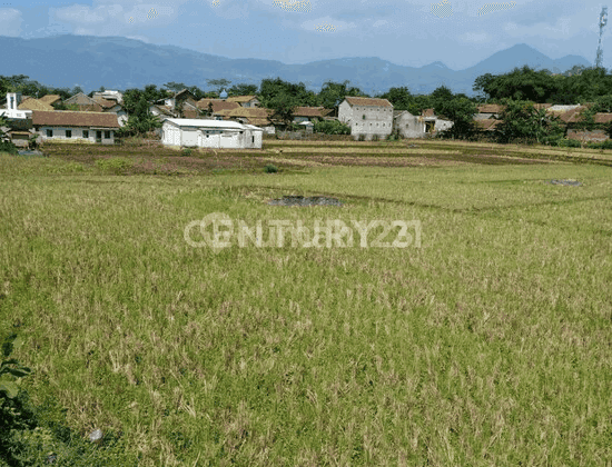 Tanah Sawah 5600meter Cibeunying Majalaya 2