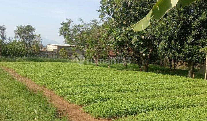 Lahan Pertanian Active di Cibungbulang, Bogor 1