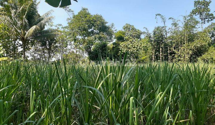 Tanah Luas 1.124 m² di Gunungrejo Singosari Malang 2