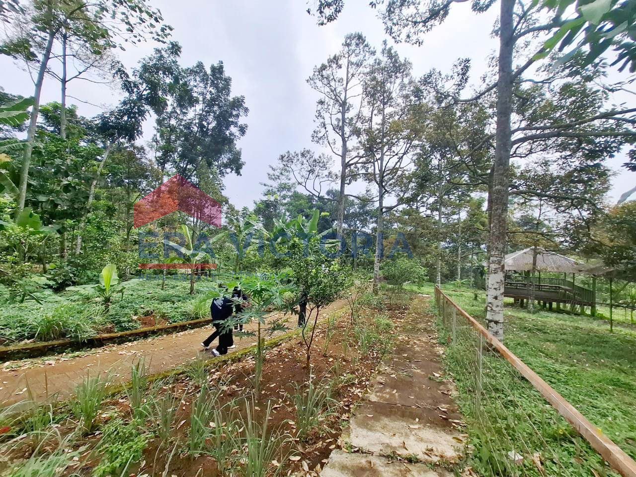 Tanah luas di daerah Purwodadi, Pasuruan, cocok untuk dijadikan Peternakan dan Perkebunan