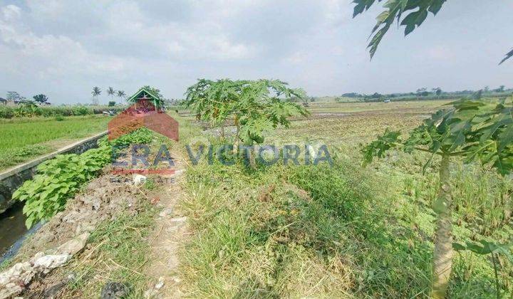 Dijual Tanah Luas di Lokasi Strategis di Daerah Singosari, Memiliki Akses Jalan Yang Mudah Dan Dekat Dengan Fasilitas Umum 2