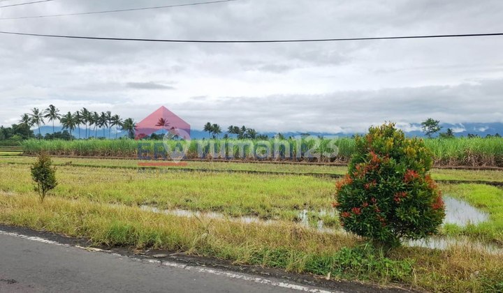 Tanah Pertanian Luas Jual di Tumpang, Dekat Situs Candi Kidal, Pasar Pulungdowo, Cocok untuk Perkebunan