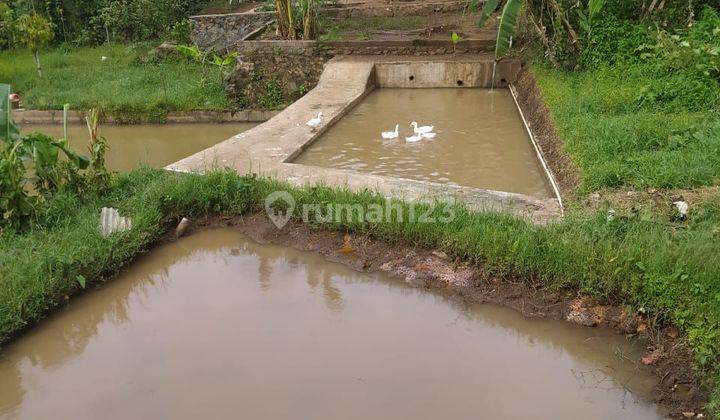 Murah dan langka Tanah di Cijambe 2