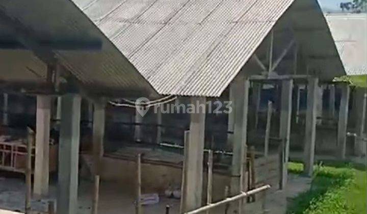 Kandang Sapi Siap Pakai Area Luas 2