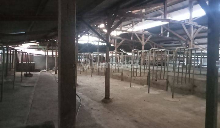 Kandang Sapi Siap Pakai Di Lembang 1