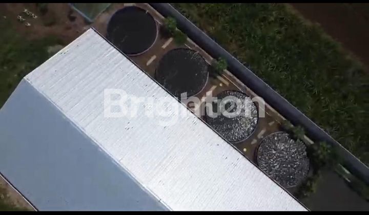 DIJUAL – LAHAN PETERNAKAN AKTIF 2