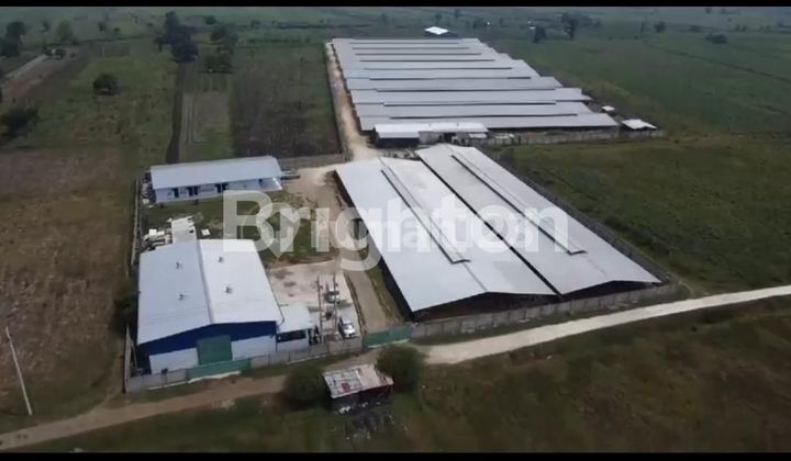 DIJUAL – LAHAN PETERNAKAN AKTIF 1