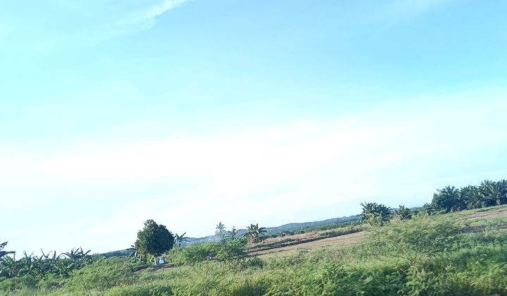 Di Jual Lahan Sawah Lokasi Babulu Dekat Ikn