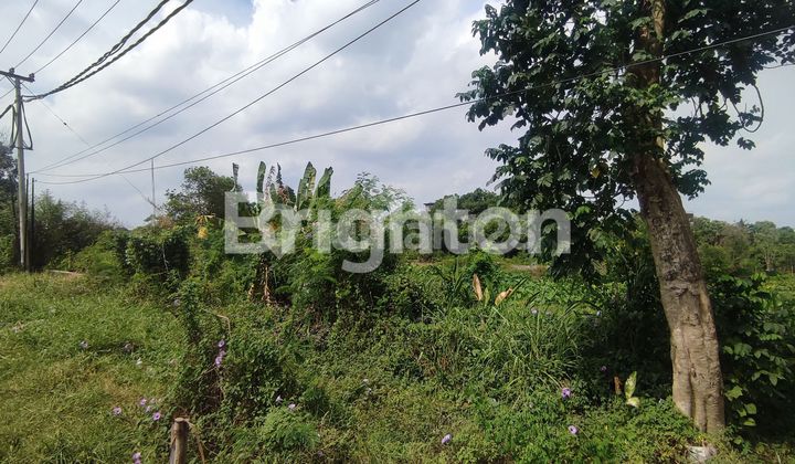 Tanah di Noerdin Panji Tanah di Noerdin Panji