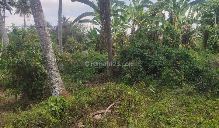 Hot List of Land for Sale in Sibang Kaje Abiansemal Badung Location  1