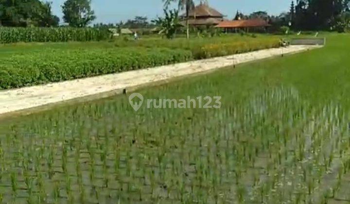 Hot List of Land for Sale with Rice Field View, Abiansemal Badung Location 1