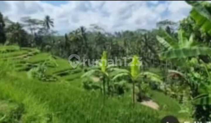 Hot List Termurah Di Kelasnya Di Jual Tanah View Sawah Sungai Lokasi Payangan Ubud Gianyar