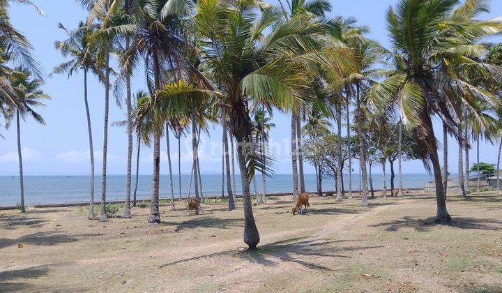 Hot List Di Jual Tanah Loss Pantai View Laut Lokasi Cupel Negara Jembrana  2