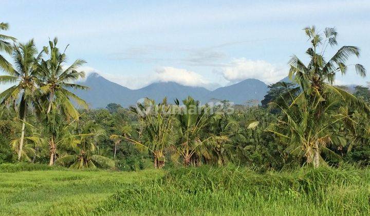 Hot List of land for sale with loss of river view of rice fields, Tegallalang location, Ubud, Gianyar 2