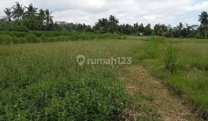 Hot List of Land for Sale with Rice Field View, Pejeng Ubud Gianyar Location 1